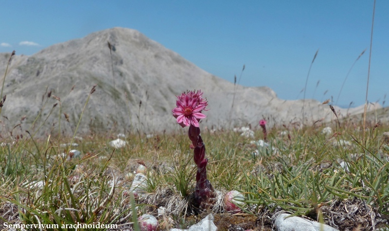 Monte Velino e Monti della Duchessa, le orchidee e la Natura  2024.